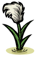 顶针芦苇